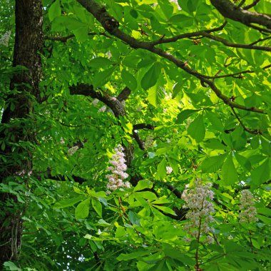 Baharda çiçek açan at kestaneleri