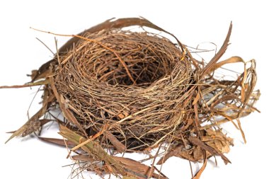 Bird's nest against a white background in a closeup