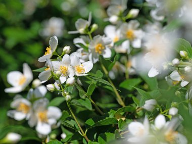Çiçek açan Avrupa boru çalısı, β delphus coronarius