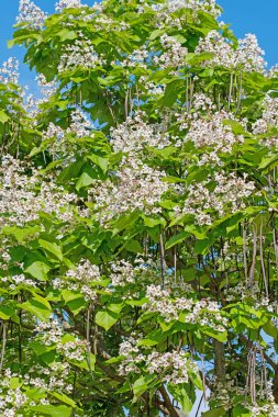 Çiçek açan fasulye ağacı, Catalpa, yazın.