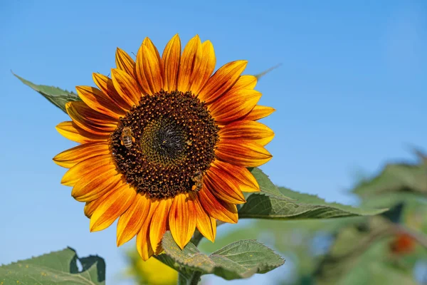 Girasole Helianthus Annuus Primo Piano — Foto Stock