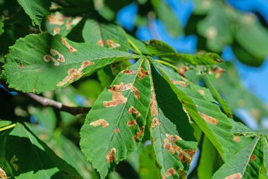 At kestane yaprağı madencisi Cameraria ohridella tarafından beslenen hasar.