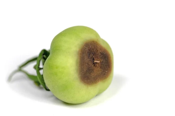 Damage Picture Blossom End Rot Tomatoes — Stockfoto