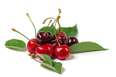 Tatlı kirazlar, Prunus avium, beyaz arka plana karşı
