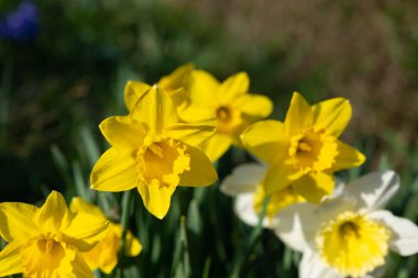 Çiçekli nergisler, Narcissus, baharda.