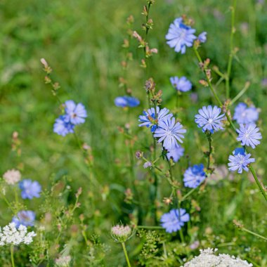 Çiçek açan Cichorium İntybus 'u