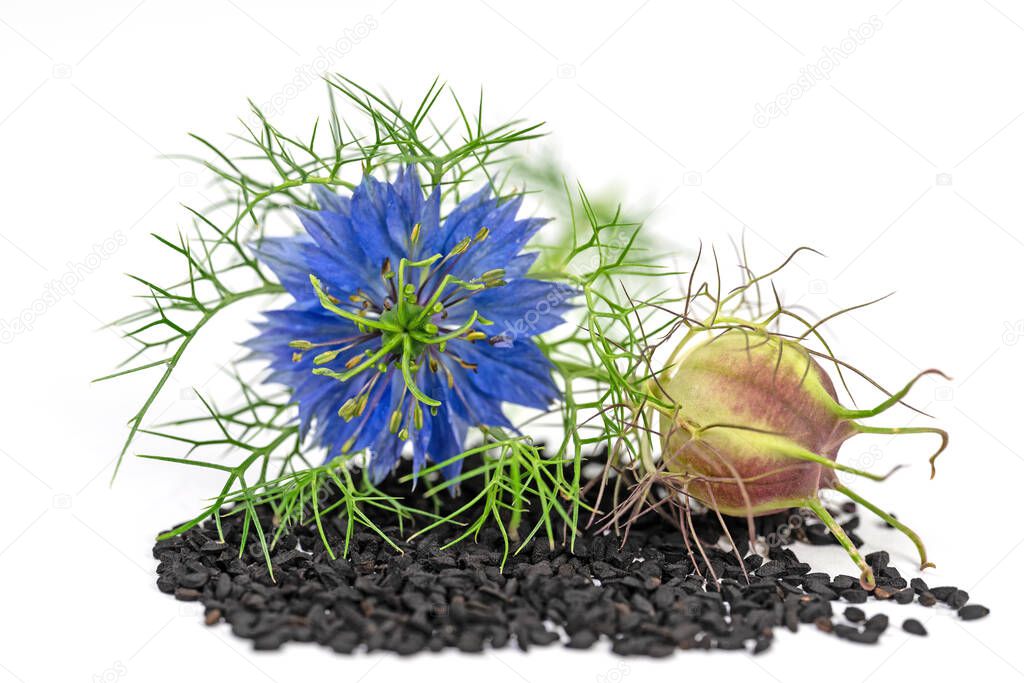 Black cumin seeds, Nigella sativa, against white background