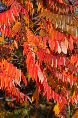 Sonbaharda sirke ağacının renkli yaprakları, rhus typhina