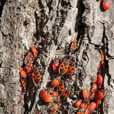 Yaygın Ateş Böceği, Pyrrhocoris apterus, kireç ağacı kabuğu