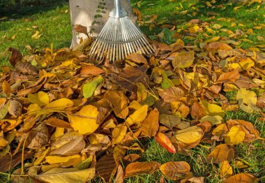 Tırmıkla renkli sonbahar yaprakları, altın Ekim