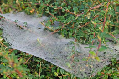 Indian summer, spider web with water drops