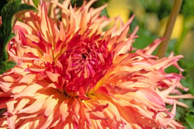 Çiçek açan sarı-kırmızı yıldız çiçeği