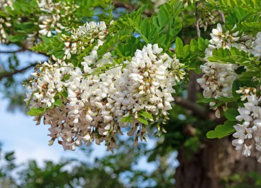 Çiçekli kara çekirge, Robinia psödoacia, ilkbaharda.