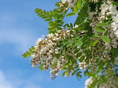 Çiçekli kara çekirge, Robinia psödoacia, ilkbaharda.