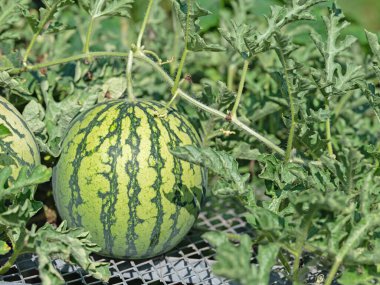 Watermelon, Citrullus lanatus, on a trellis in a garden
