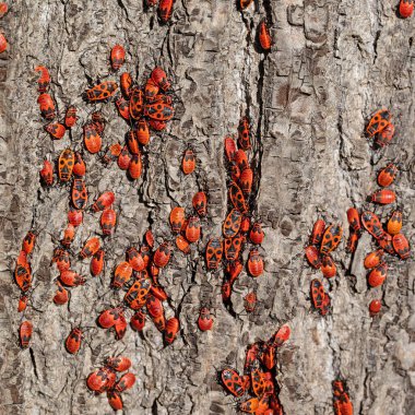 Yaygın Ateş Böceği, Pyrrhocoris apterus, kireç ağacı kabuğu