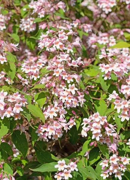 Floración Kolkwitzie Kolkwitzia Amabilis Primavera —  Fotos de Stock