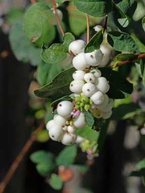 Kar meyveleri, Symphoricarpos