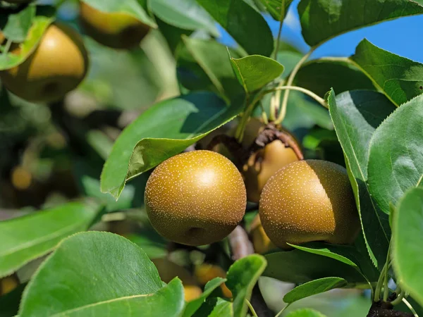 Nashi Peras Pyrus Pyrifolia Árvore — Fotografia de Stock