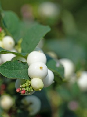 Kar meyveleri, Symphoricarpos