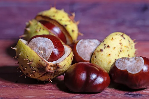 Castagne Cavallo Esculus Hippocastanum Primo Piano — Foto Stock