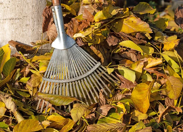 Hojas Coloridas Otoño Con Rastrillo Octubre Dorado —  Fotos de Stock