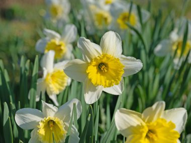 Çiçekli nergisler, Narcissus, baharda.