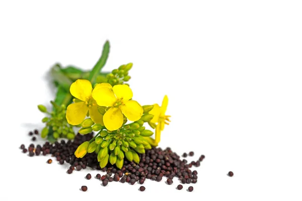 Flores Colza Granos Colza Aislados Sobre Fondo Blanco — Foto de Stock