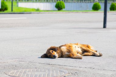 Tatlı kızıl köpek kaldırımda yatıyor.