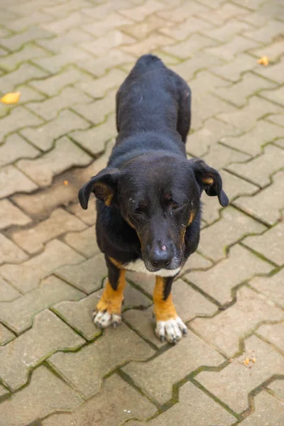 Um cão curto está de pé na calçada — Fotografia de Stock