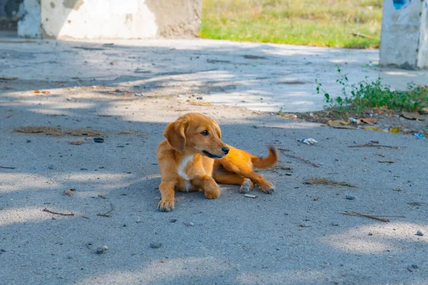 Triste chiot teckel couché sur le trottoir — Photo