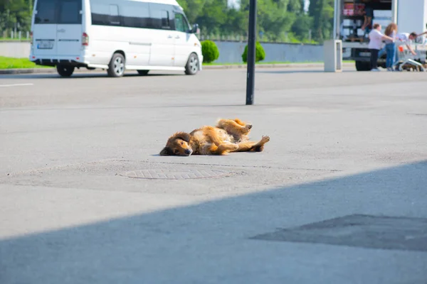 Ein knallroter Hund auf dem Gehweg liegend — Stockfoto