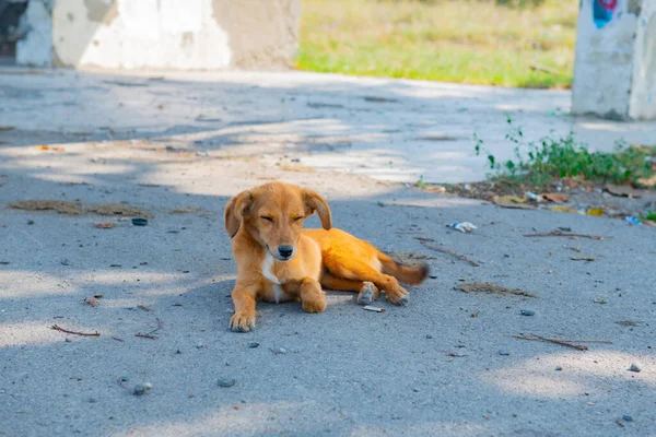 一只腊肠小狗躺在人行道上 — 图库照片