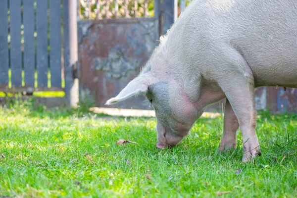 Un buen cerdo camina por el patio y come hierba — Foto de Stock