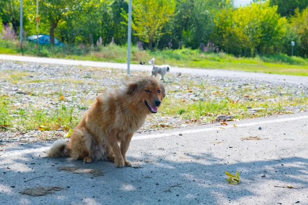 Um cão de jarda senta-se na estrada — Fotografia de Stock