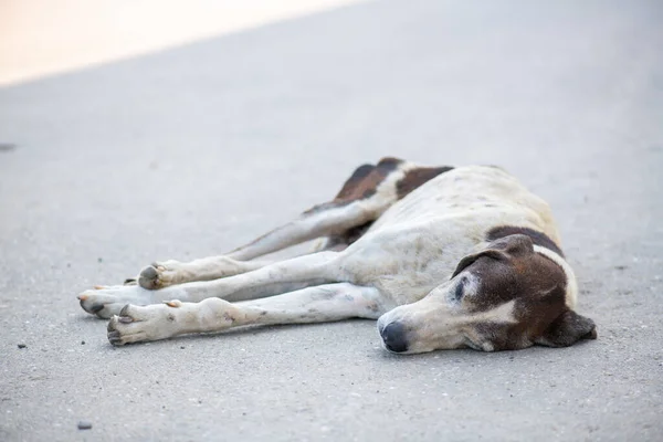 Volbloed hond slaapt recht op de weg Stockafbeelding