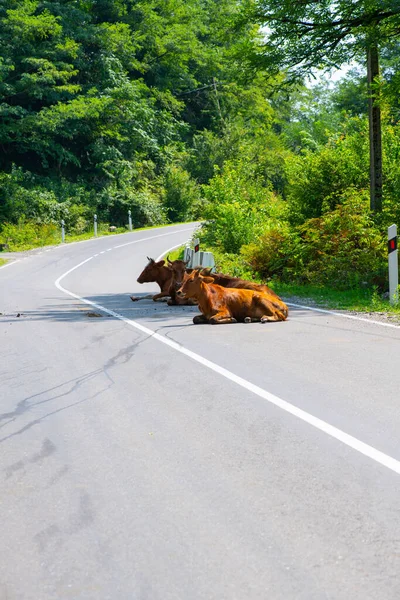 many cows on the road lie on the asphalt. High quality photo