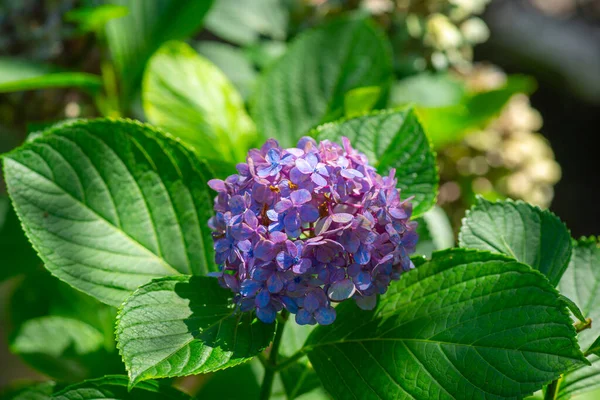 Hortênsia cresce no jardim botânico de batumi — Fotografia de Stock