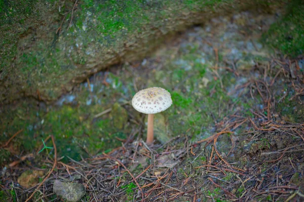 Girls umbrella mushroom in Batumi Botanical Garden — Stock Photo, Image