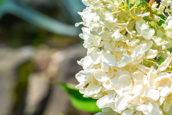Biały krzew hortensji w ogrodzie botanicznym Batumi — Zdjęcie stockowe