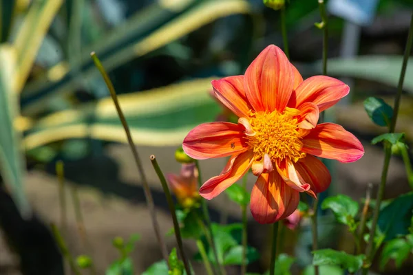 Flor de laranja no jardim botânico de Batumi — Fotografia de Stock