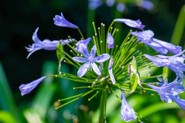 Lírio-africano agapanthus no jardim botânico de Batumi — Fotografia de Stock