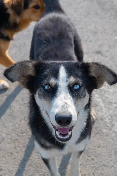 Primer plano de un perro negro con ojos diferentes —  Fotos de Stock