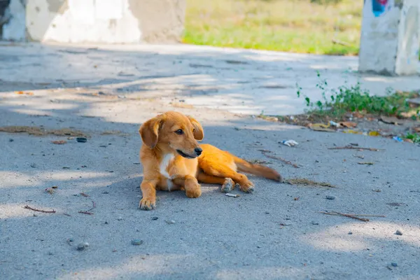 Little dachshund puppy lying on the sidewalk — Stock Photo, Image