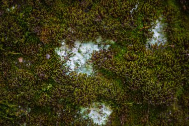 Batum Botanik Bahçesi 'ndeki bir ağaçta koyu yosun.