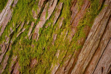 Batum Botanik Bahçesi 'ndeki bir ağaçta yosun var.