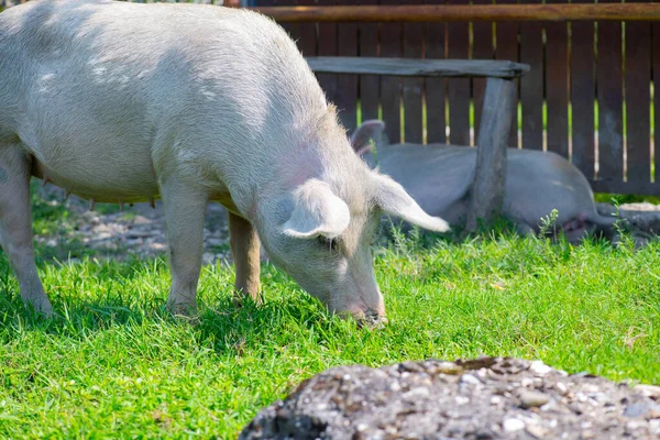 Grasa rosa cerdo comer hierba fuera de la casa — Foto de Stock