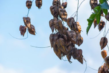 Batumi 'de bir botanik bahçesinde brachychiton meyvesi