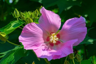 Batum 'daki botanik bahçesinde pembe Suriye amblemi