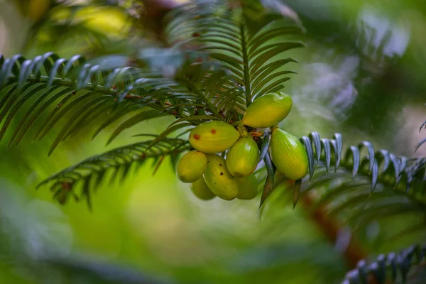 Uva spina delle Antille gialle nell'orto botanico di Batumi — Foto Stock